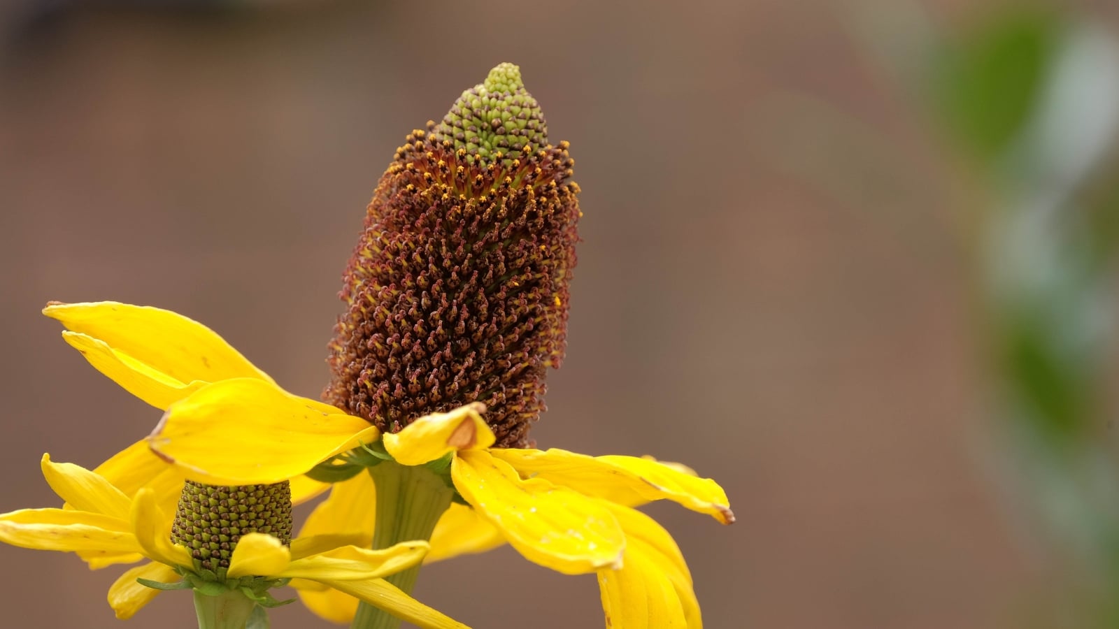 A close-up of a single flower with a tall, textured brown cone in the center and narrow, drooping yellow petals.