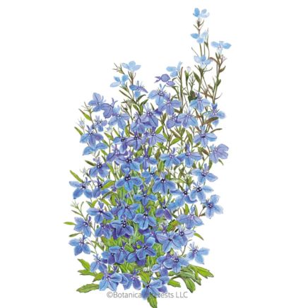 Cambridge Blue Lobelia