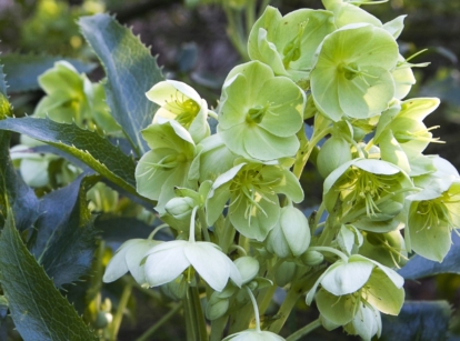 Caring for stinking hellebore