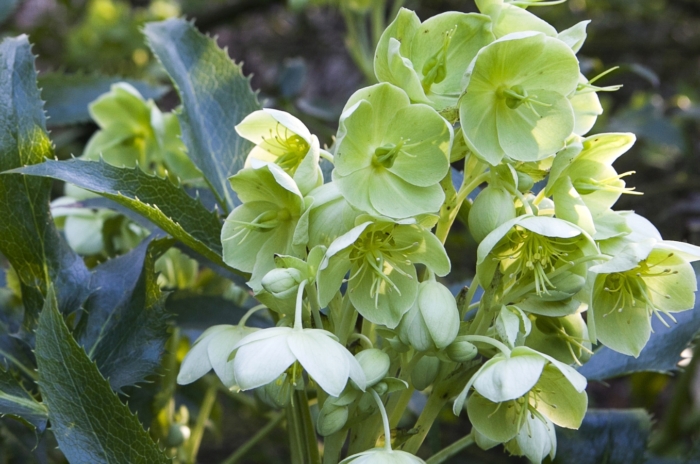 Caring for stinking hellebore