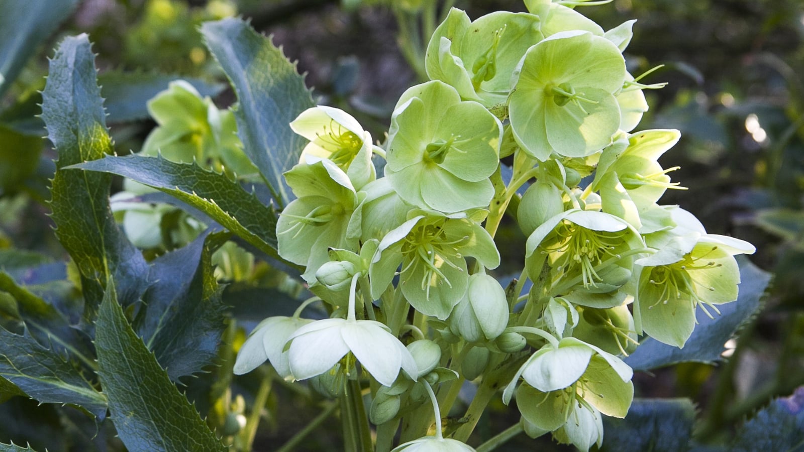Caring for stinking hellebore