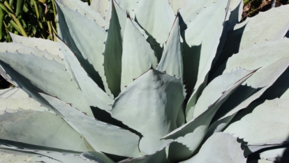 A detailed view of a succulent with fleshy, sharp-tipped leaves forming a geometric rosette.