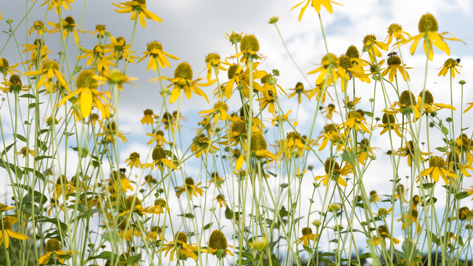 Tall, bright yellow flowers with green, cone-shaped centers growing in a dense group on thin stems.