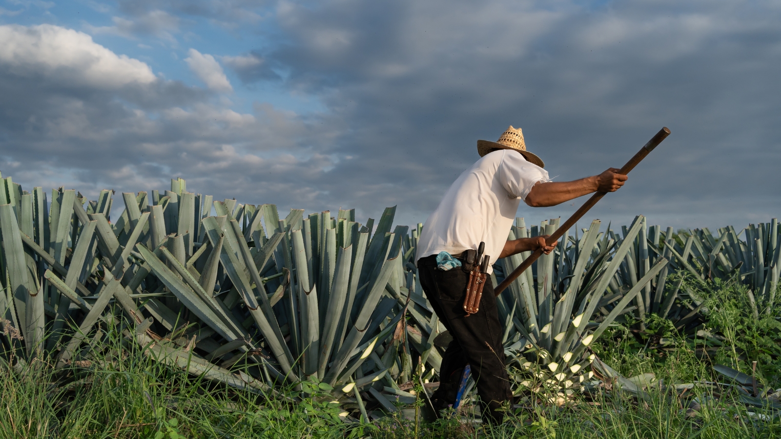 Rows of succulent plants with sharp leaves growing in a large agricultural field.