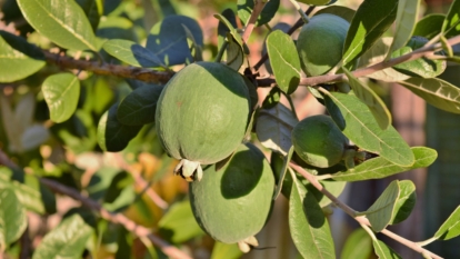 Health-looking Feijoa sellowiana fruits appearing vivid green that seem textures, dangling from dark brown branches surrounded by deep green leaves
