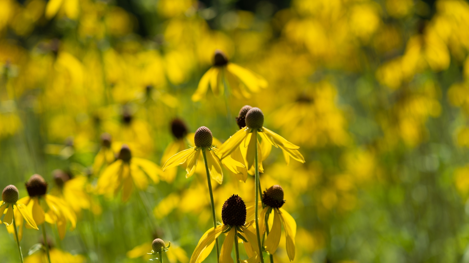 A large group of yellow flowers with green centers growing closely together in a sunny garden.