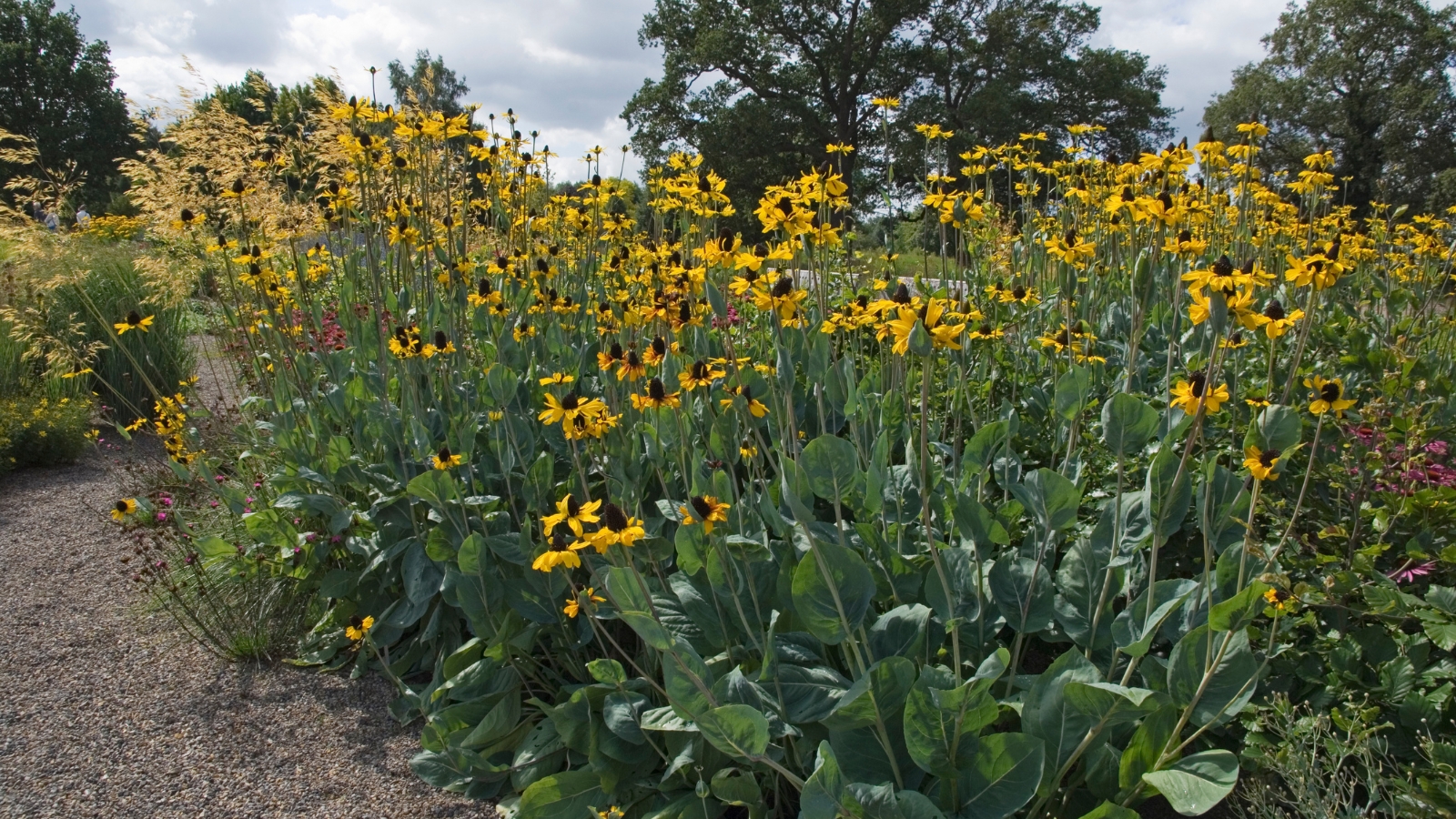 A thick cluster of yellow-petaled flowers with green cones lining the edge of a mulched garden path.