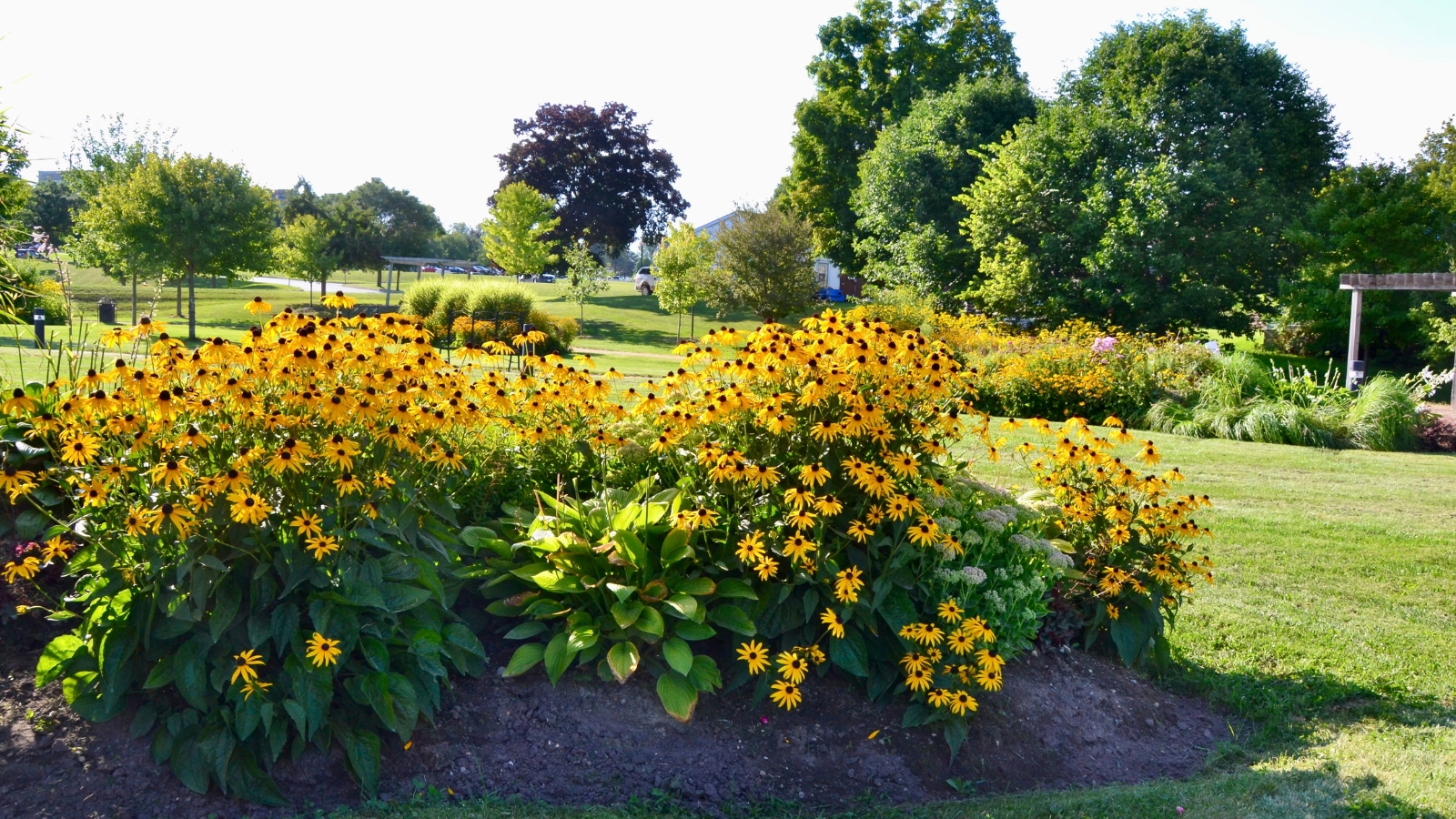 A garden bed full of yellow flowers with a mix of shrubs and trees in the background, creating a lively display.