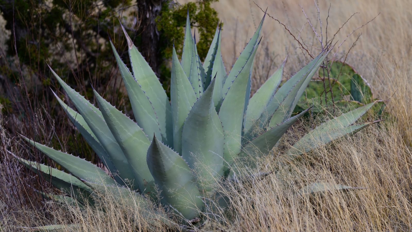 A tall succulent with long, rigid leaves and spiny edges thriving in a dry, grassy area.