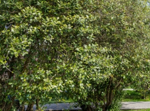 Healthy pineapple guava tree appearing sturdy standing at a sunny area