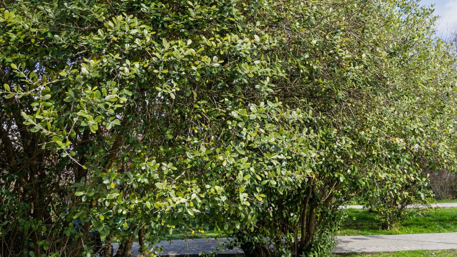 Healthy pineapple guava tree appearing sturdy standing at a sunny area