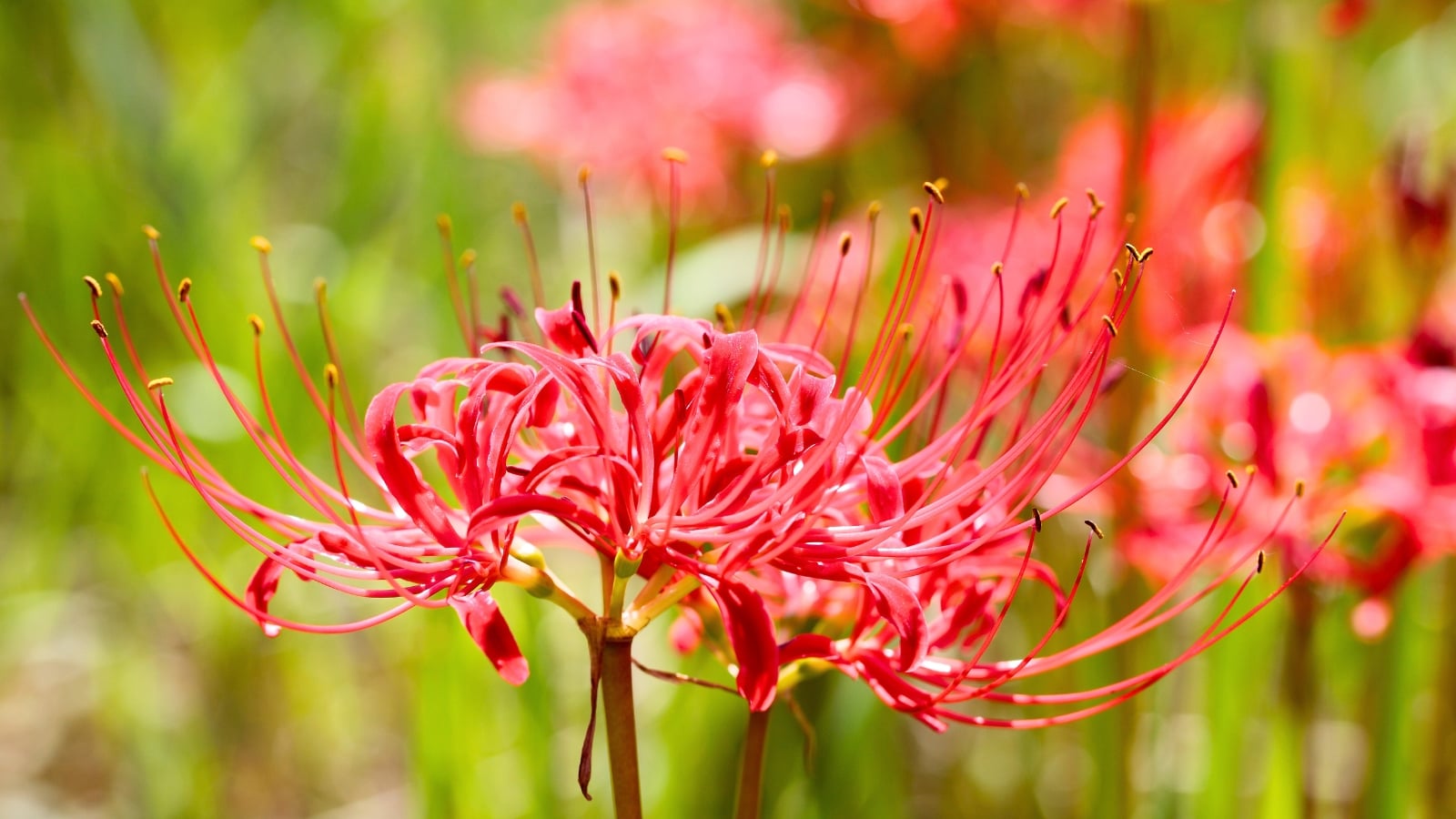 How to grow red spider lily