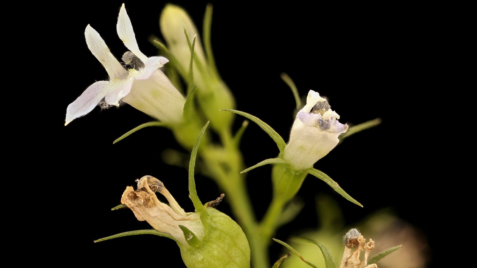 A close-up shot of rotting flowers of an indian tobacco plant, all situated in a well lit area outdoors