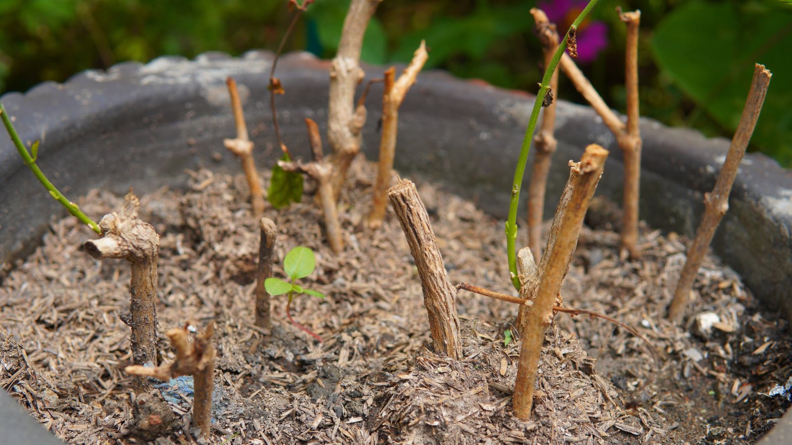 Multiple Jasminum sambac cuttings placed in soil, appearing brown and woody with some small green parts attached to the sticks