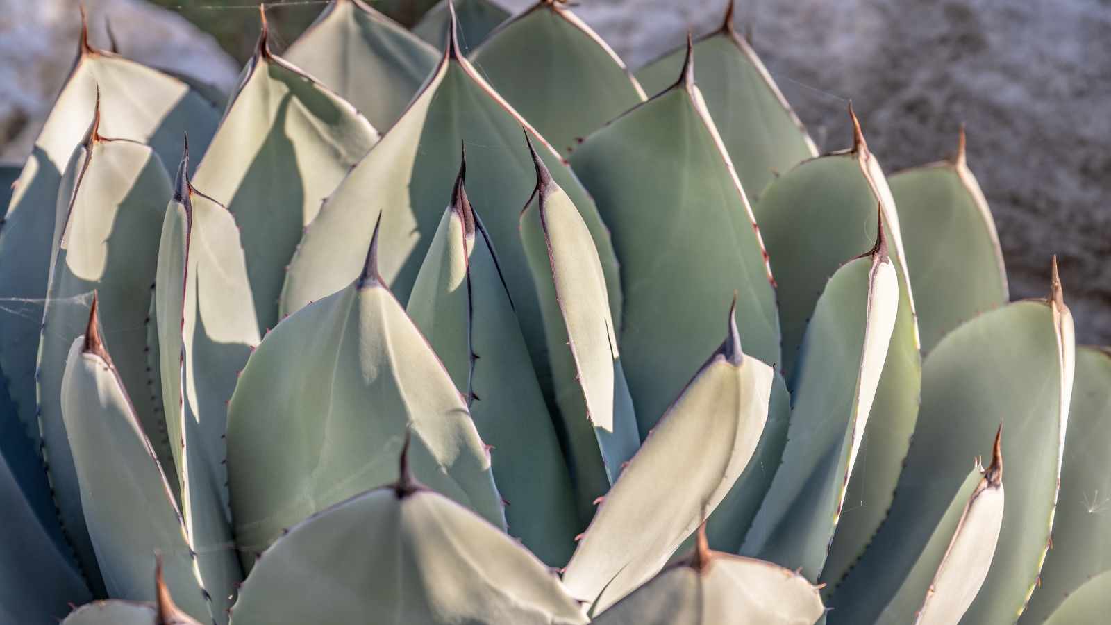 A close-up of light green, spiny-edged leaves with a waxy surface, arranged in a circular pattern.
