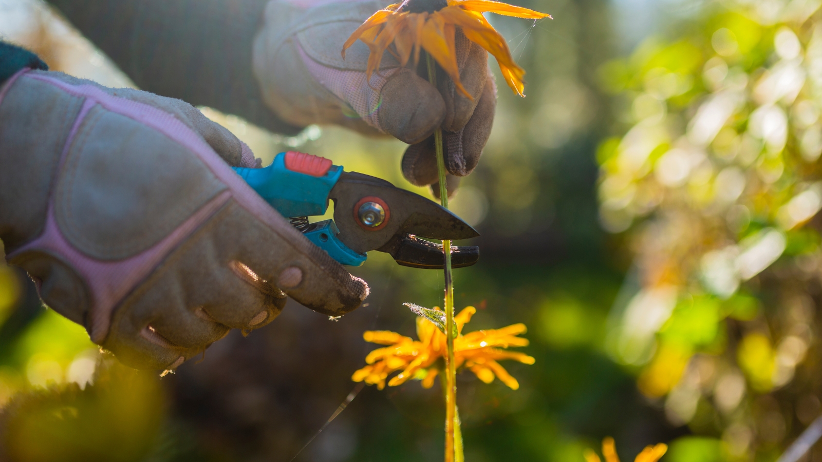 Gloved hands using pruning shears to cut the stem of a yellow flower with a slightly wilted cone and petals.