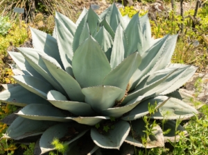 A large, silvery-green desert plant with pointed leaves growing in a natural rocky landscape.