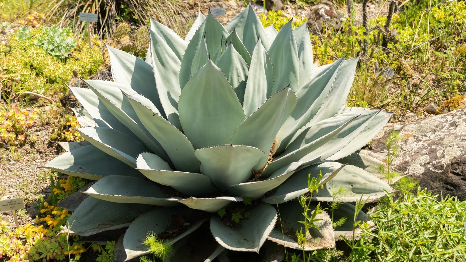 A large, silvery-green desert plant with pointed leaves growing in a natural rocky landscape.