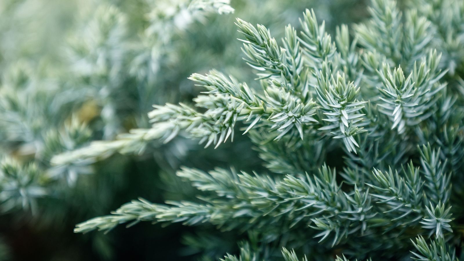 A close-up shot of a composition of needle-like, silvery-blue-green colored foliage of the Silver Mist variety