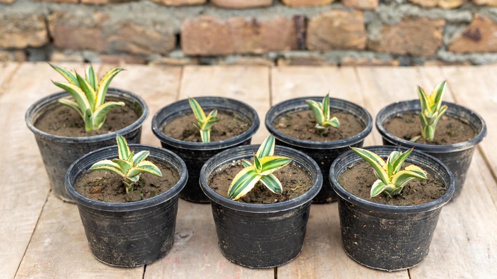 A group of young succulents with variegated green and yellow leaves growing in black plastic pots.