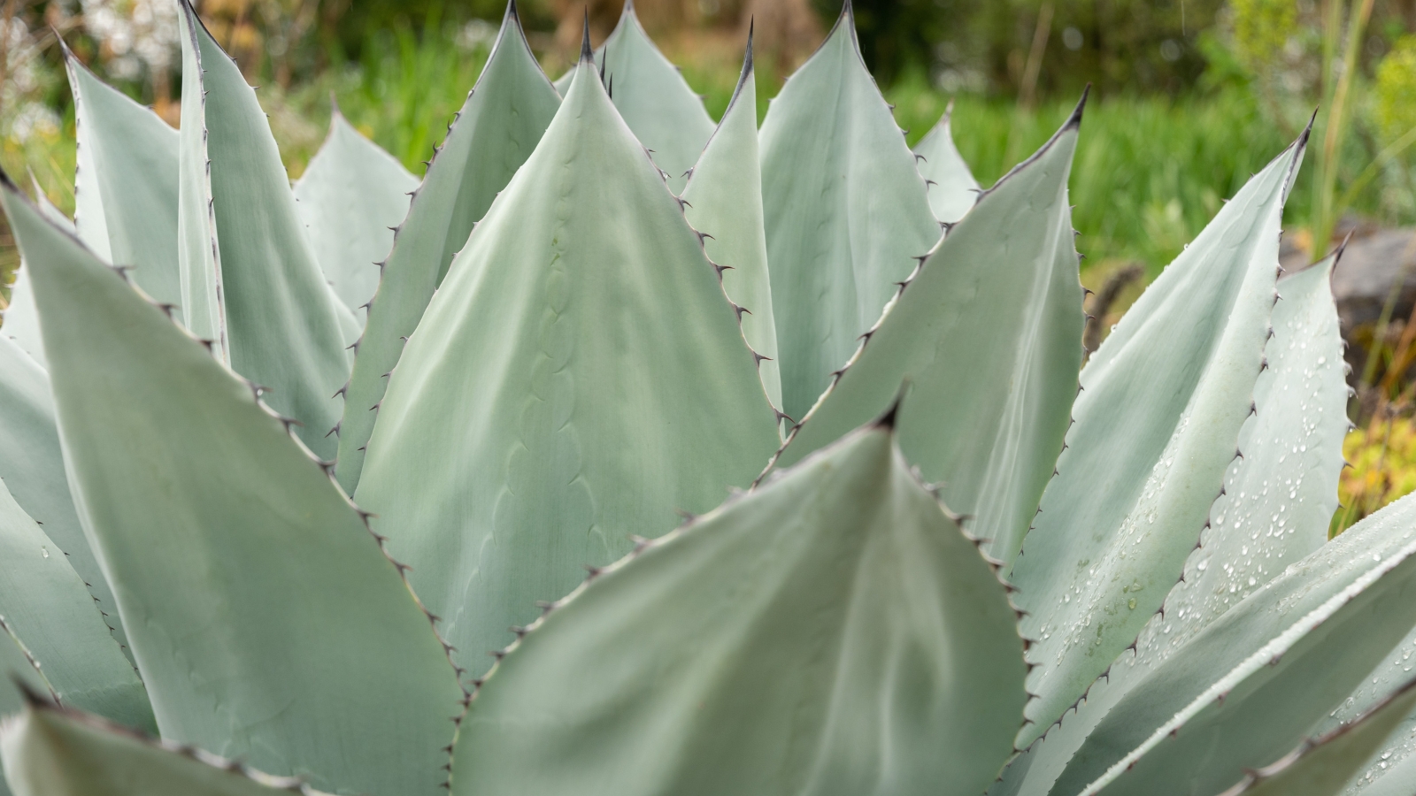 A detailed view of overlapping succulent leaves with sharp spines at the tips and smooth surfaces.