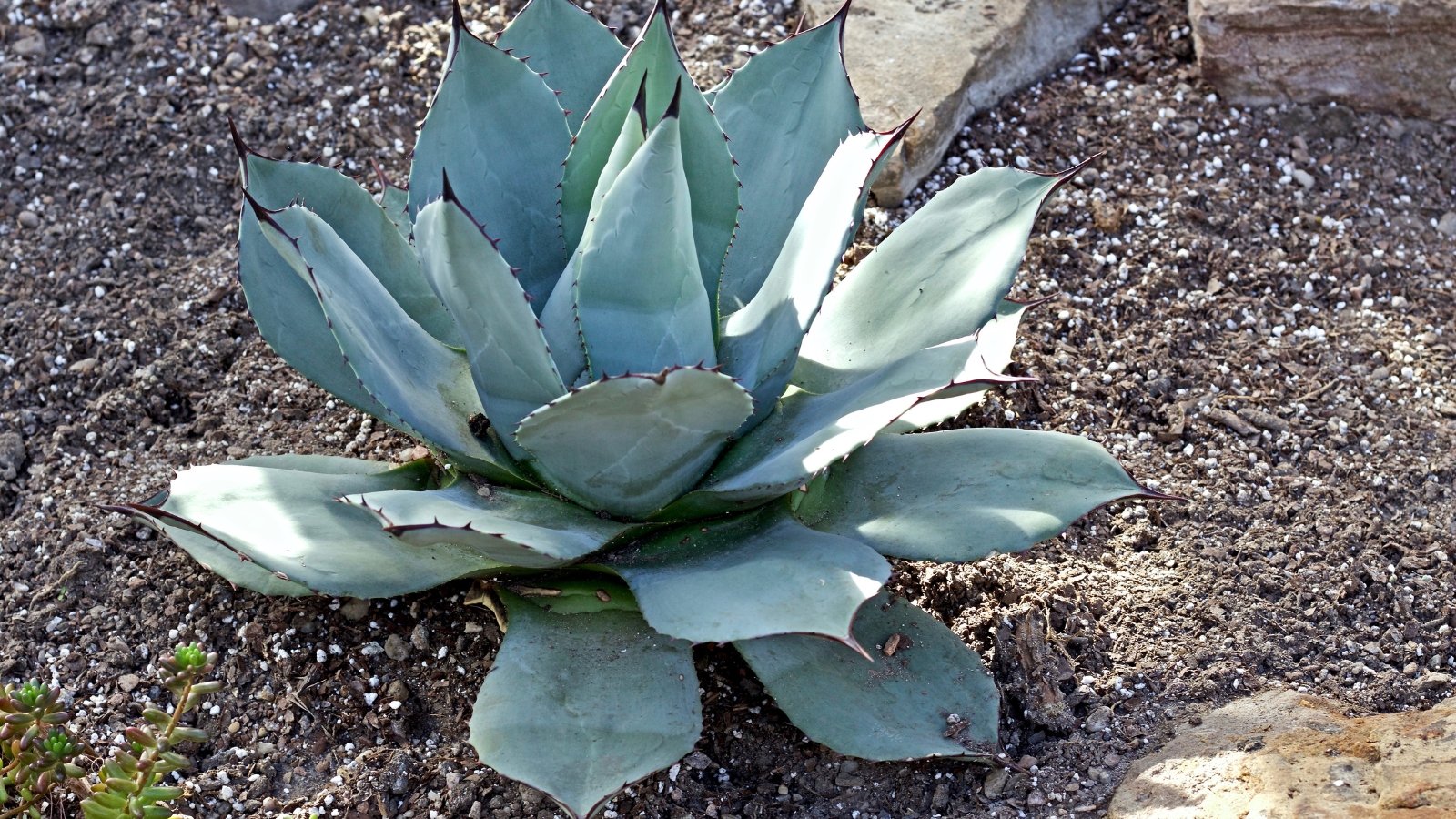 A medium-sized plant with bluish-green leaves growing in arid soil surrounded by rocks.