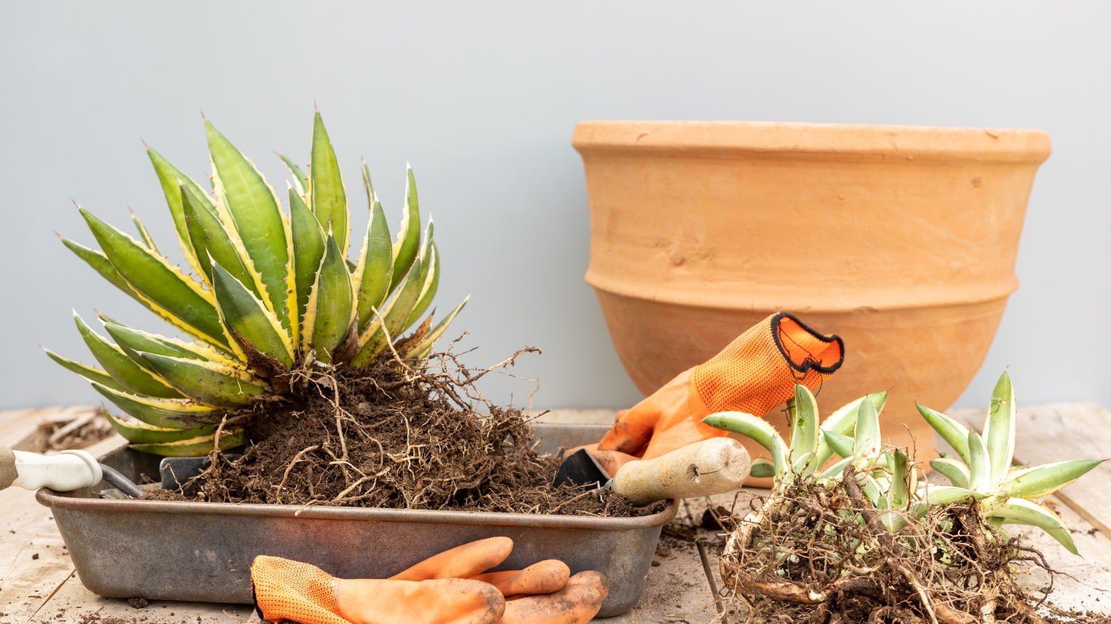 A small succulent with narrow leaves being prepared for repotting, with tools and pots in the background.