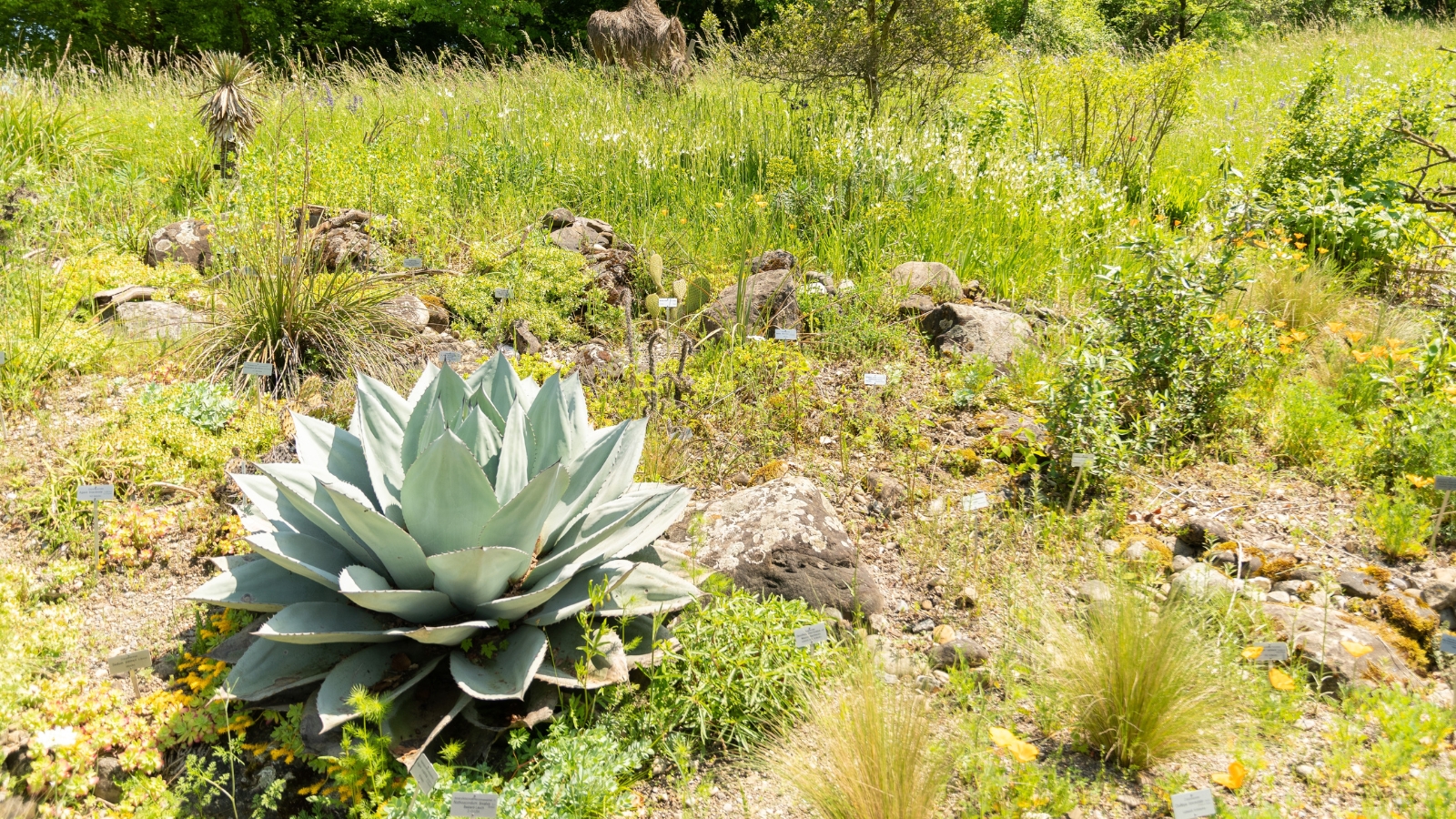 A sturdy desert plant with sharp leaves growing amidst tufts of green grass in a semi-arid field.