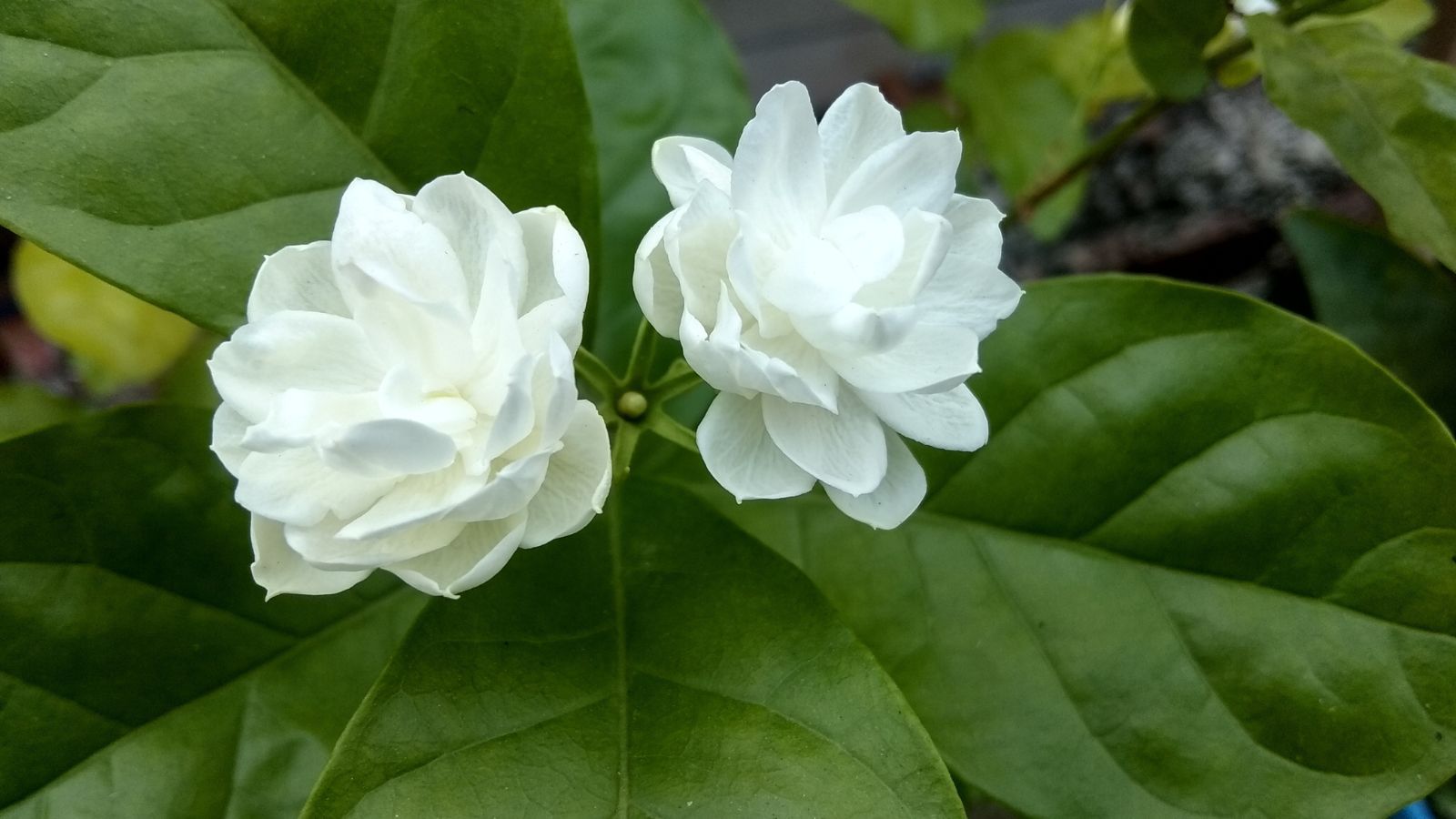 Two Jasminum sambac blooms appearing to have white lovely and delicate petals with deep green leaves that appear vibrant