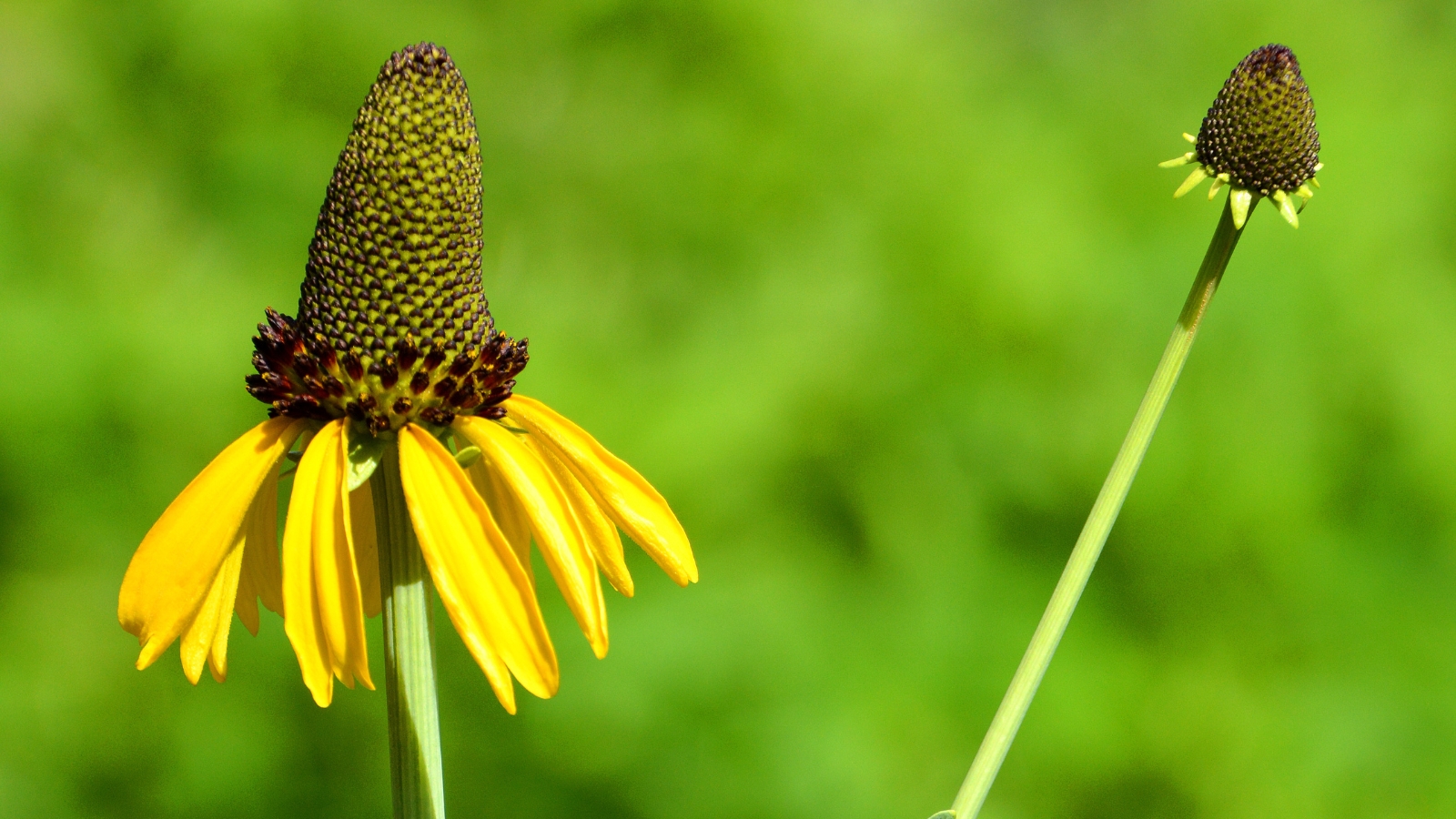 Flowers with yellow petals pointing downward with prominent centers, atop thin stems.