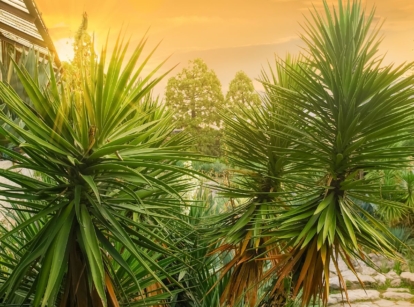 An area in the yard with strong and sturdy Yucca aloifolia plants appearing to have bright green leaves that are pointy and thin