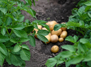 A close-up and overhead shot of several brown root crops placed on top of rich soil outdoors