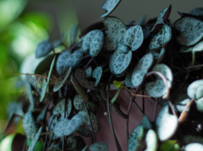 String of hearts in shade.