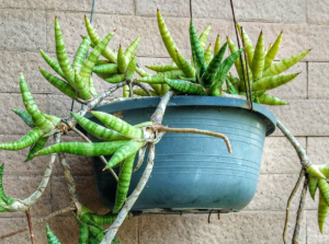 Sansevieria ballyi in a hanging basket.