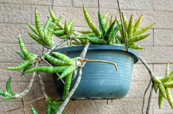 Sansevieria ballyi in a hanging basket.