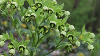stinking hellebore