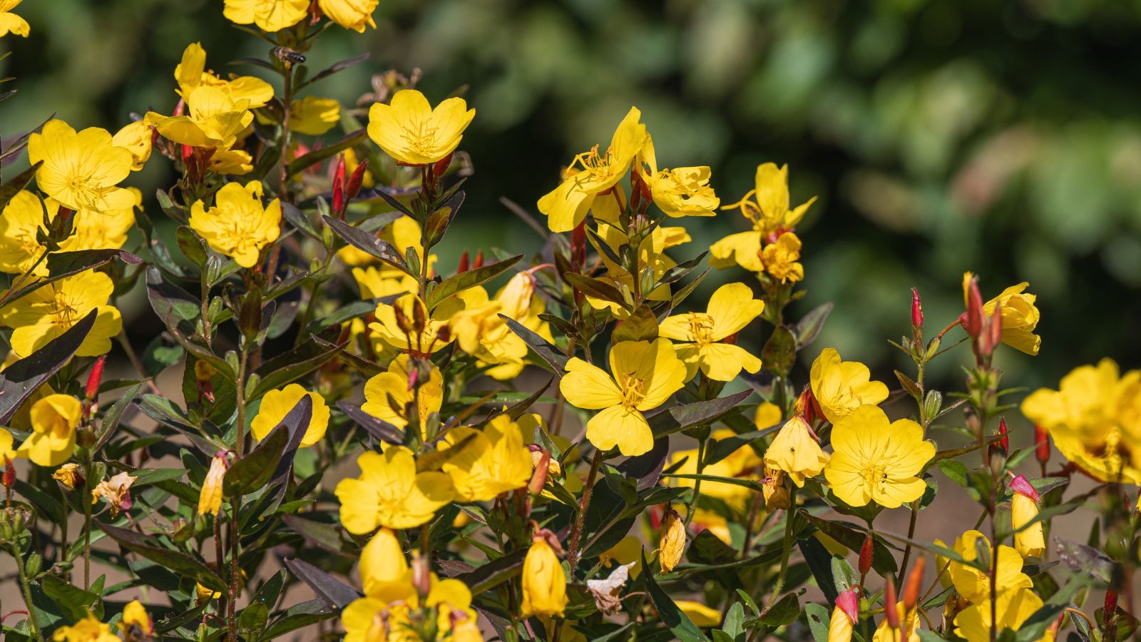 A Oenothera fruticosa shrub with lots of flowers, appearing to have a bright yellow color surrounded by lovely green leaves
