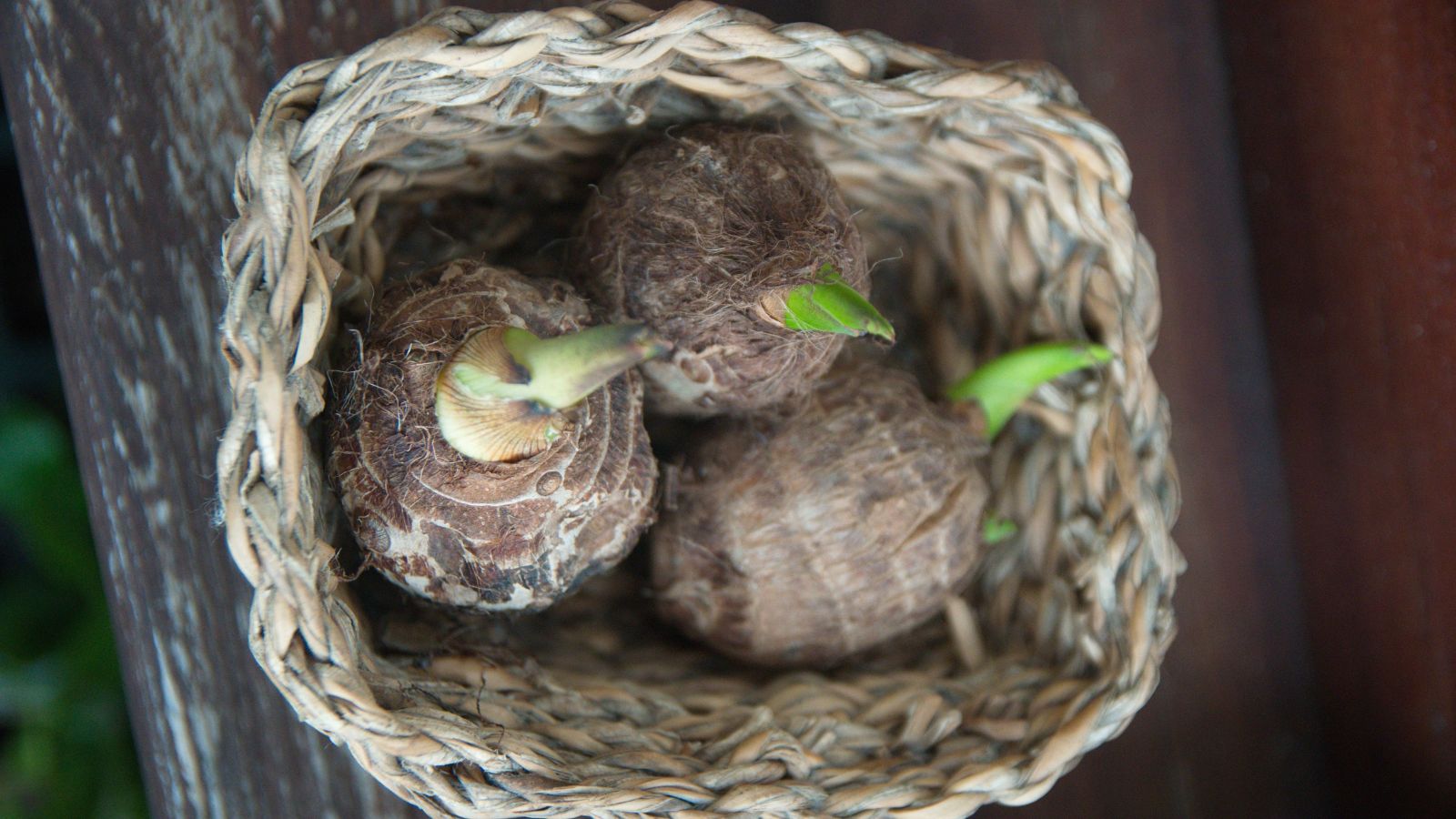 A basket of Colocasia rhizomes, the pieces appearing brown and rough with small green shoots peeking at the tops