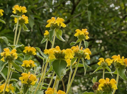 A close-up and base-angle shot of a large composition of tall green stems and yellow flowers of the phlomis fruticosa