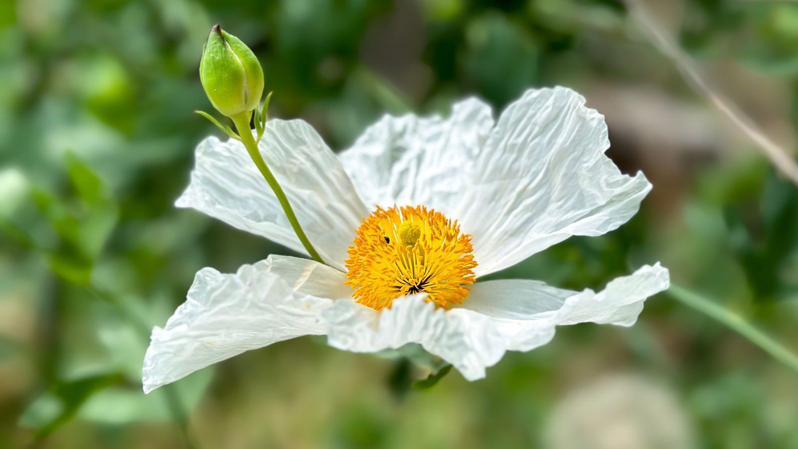 A close up of a Romneya Coulteri bloom, appearing to have white ruffled petals and a fluffy white center with a closed tiny bud attached to the flower