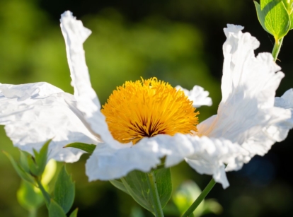 A close up shot of Romneya Coulteri, appearing to have lovely soft and white petals with a round yellow center under warm sunlight