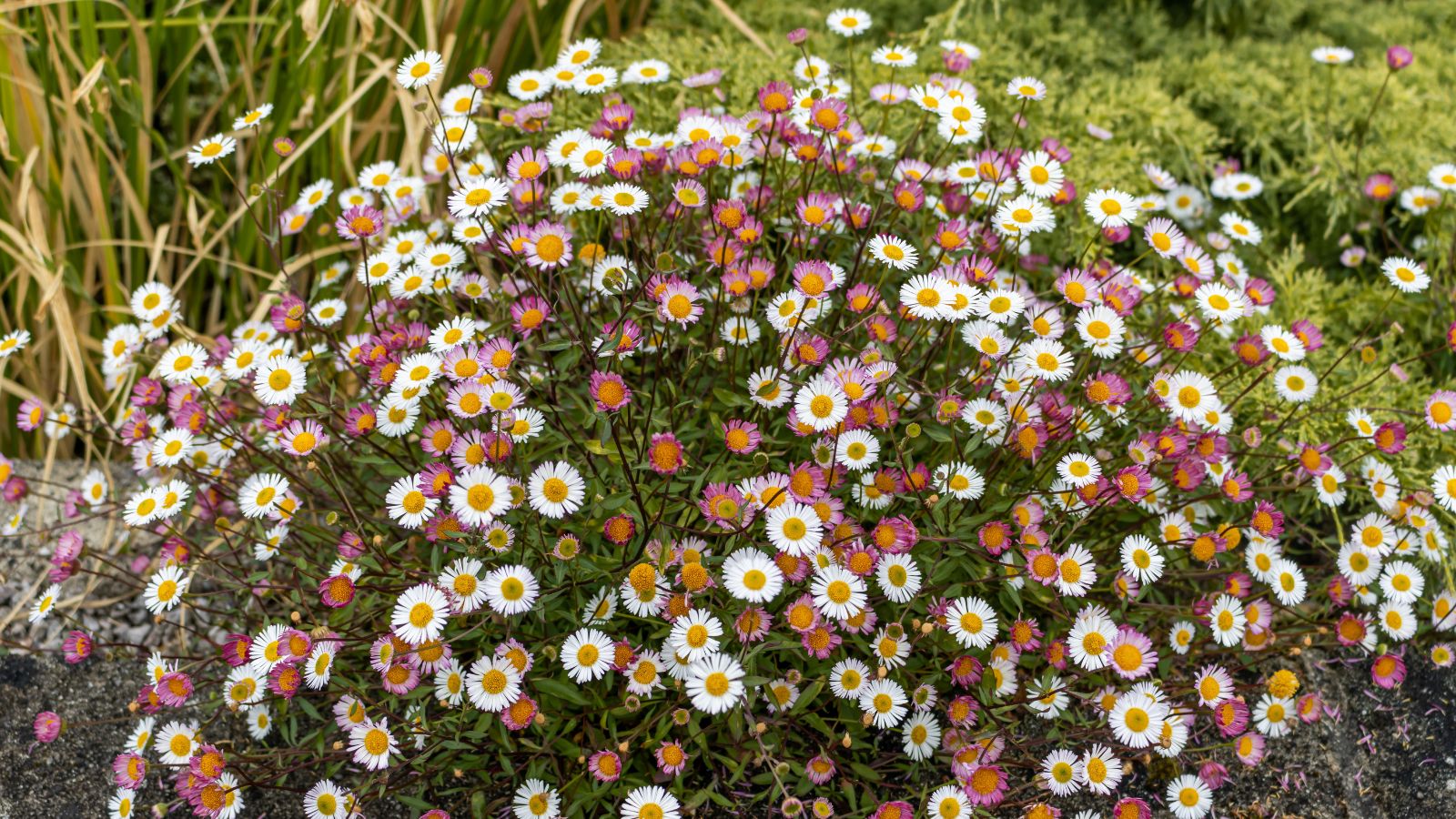 A close-up shot of a composition of multi-colored flowers of a shrub in a well lit area outdoors