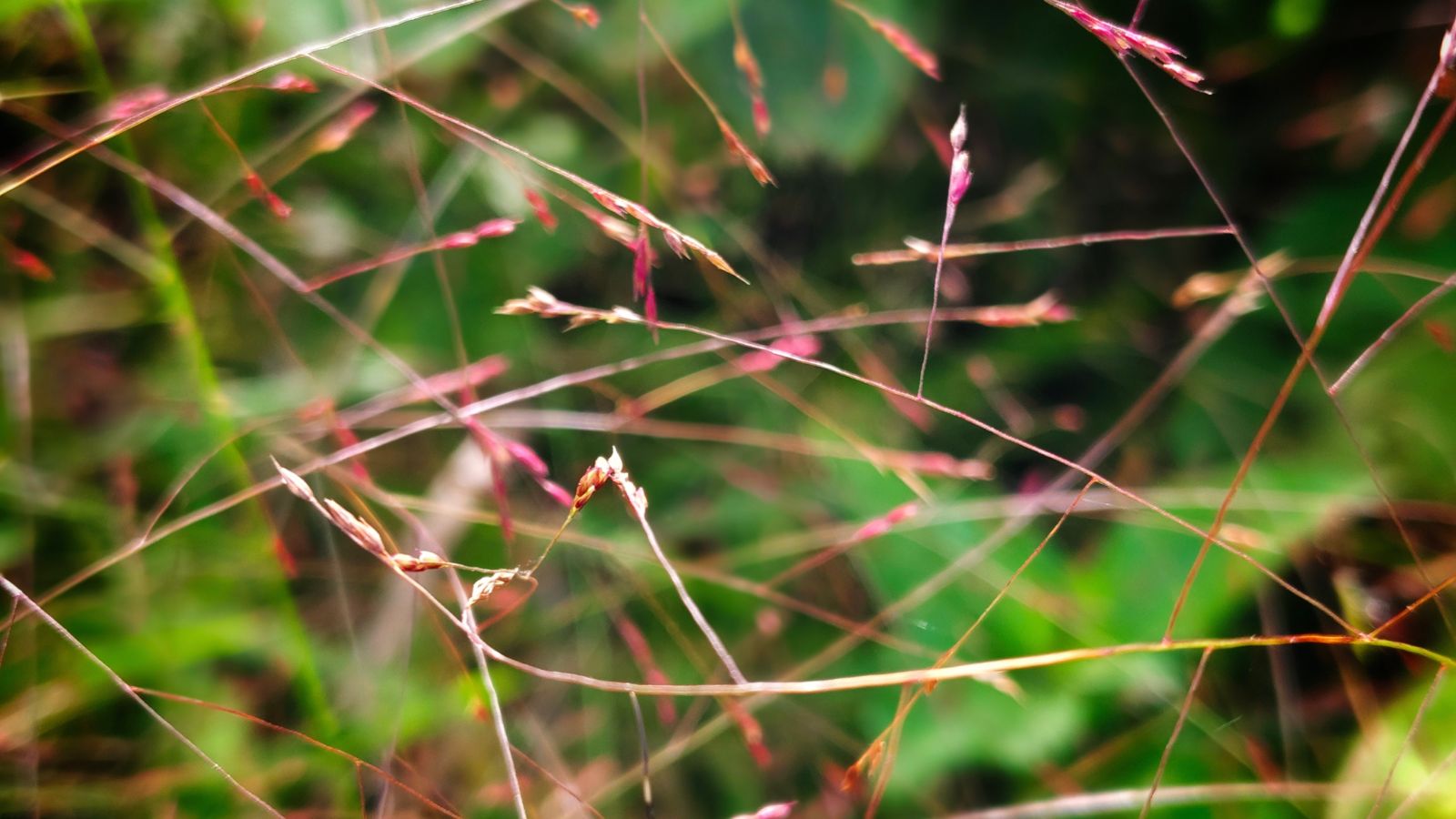 A close-up shot of a composition of purple colored seed heads of an ornamental wild grass, all situated in a well lit area outdoors