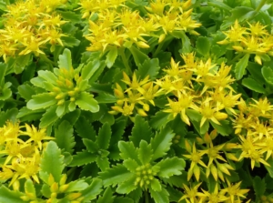 A close-up shot of a composition of sedum kamtschaticum
