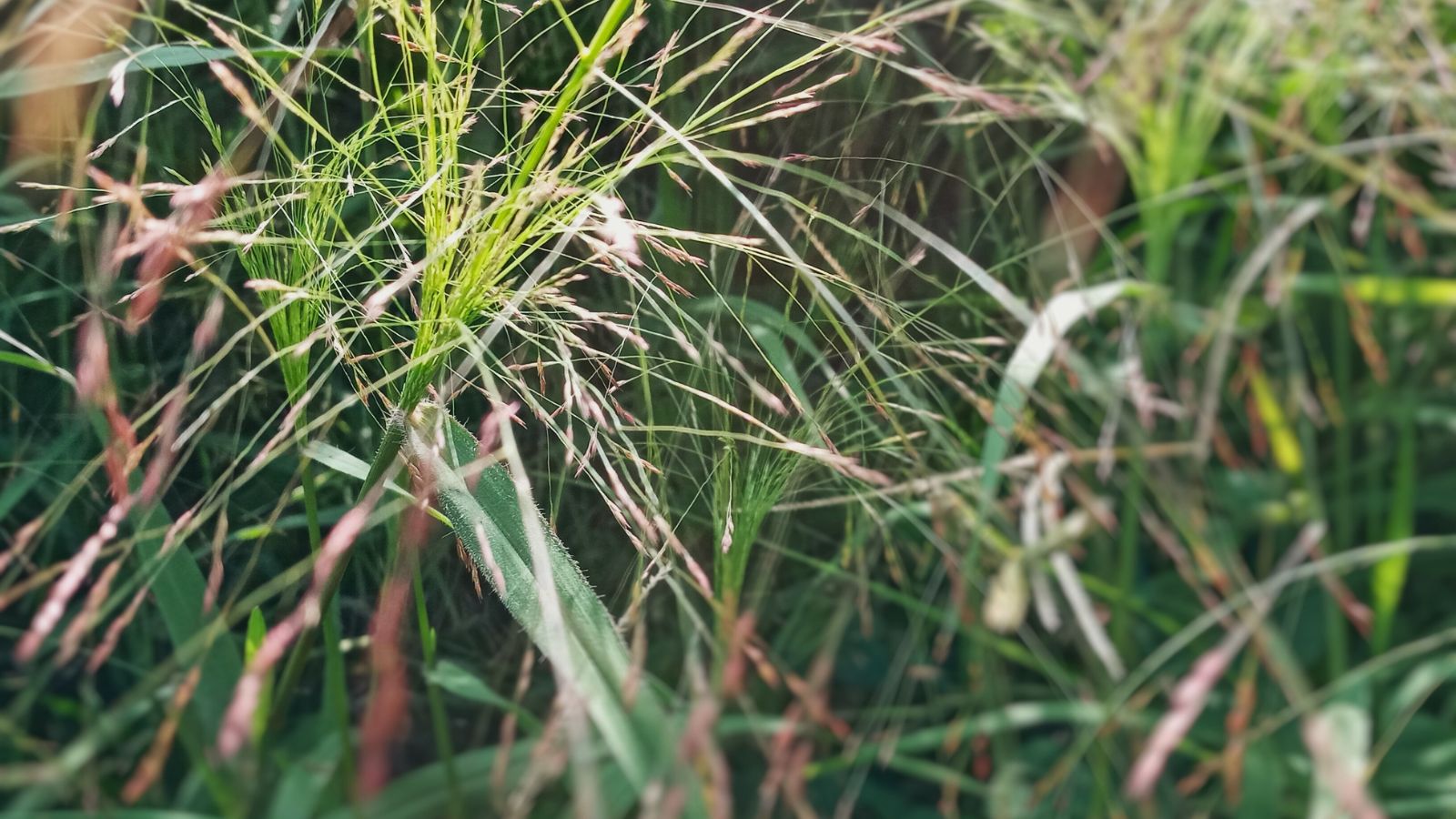 A close-up shot of a composition of tall green grass blades alongside purple seed heads of an ornamental wild grass, basking in bright sunlight outdoors