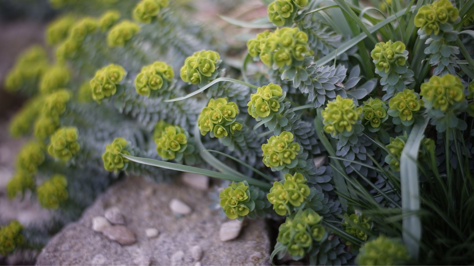 A close-up shot of a composition of trailing stems with vibrant yellow flowers on their top, all situated in a well lit area outdoors