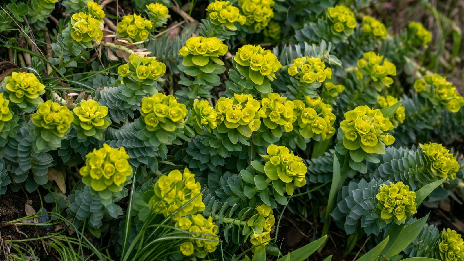 A close-up shot of a composition of vibrant lime-green colored flowers atop green stems adorned with leaves, showcasing the euphorbia myrsinites