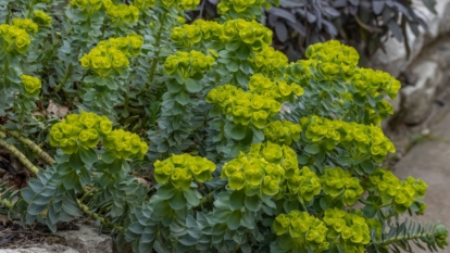 A close-up shot of a composition of vibrant lime green colored flowers atop stems adorned with green leaves