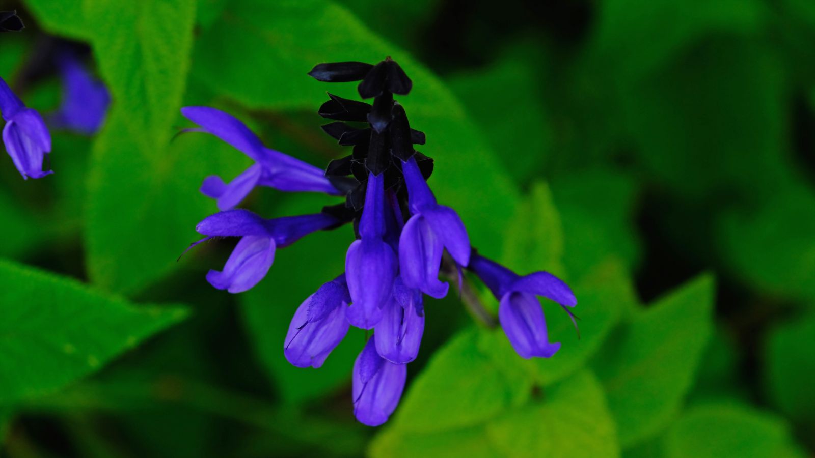 A close-up shot of a flower of a shrub showcasing its blue flowers with a toothed lower lip and green leaves in a well lit area