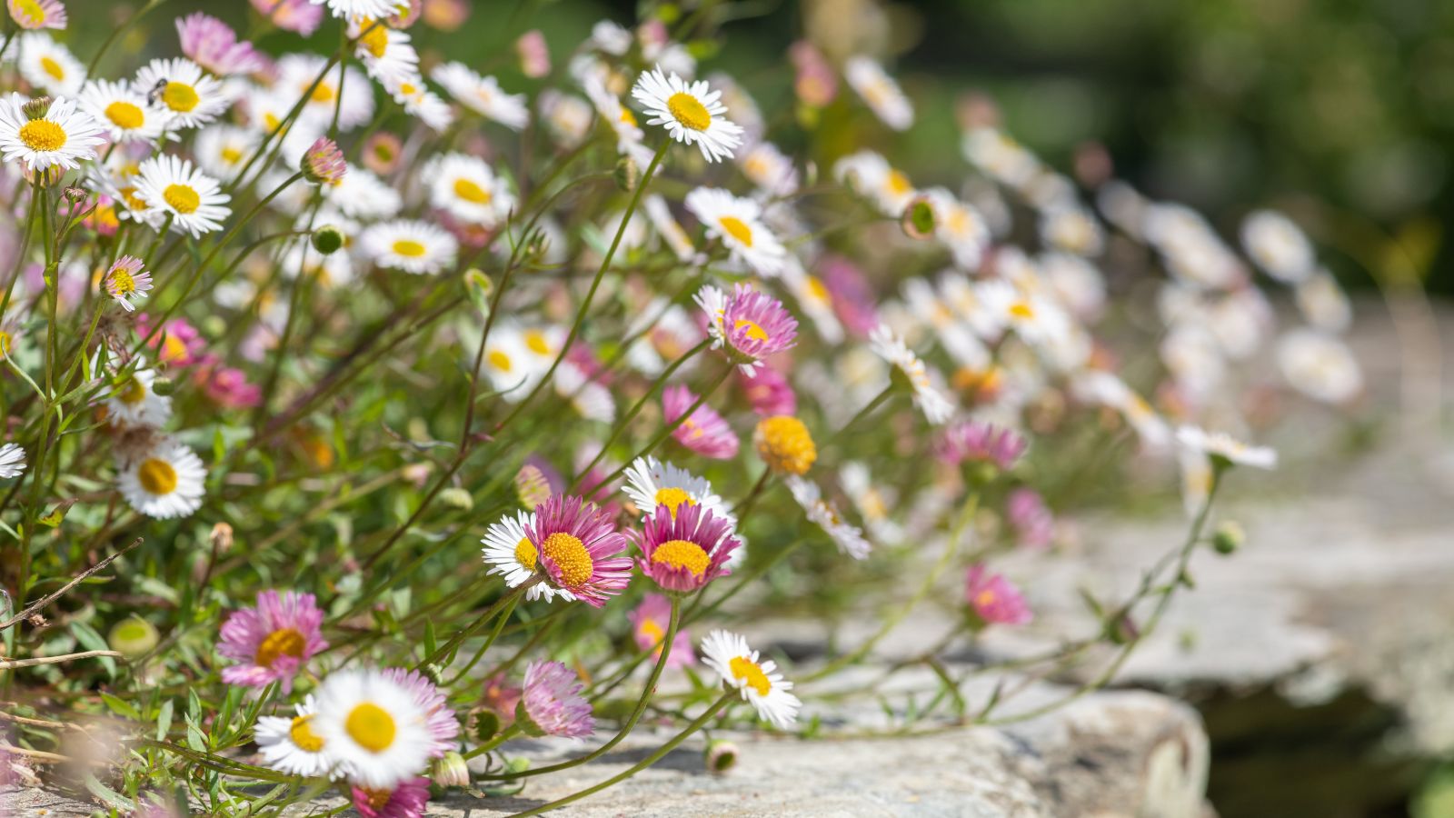 A close-up shot of a groundcover shrub growing along a rocky surface outdoors